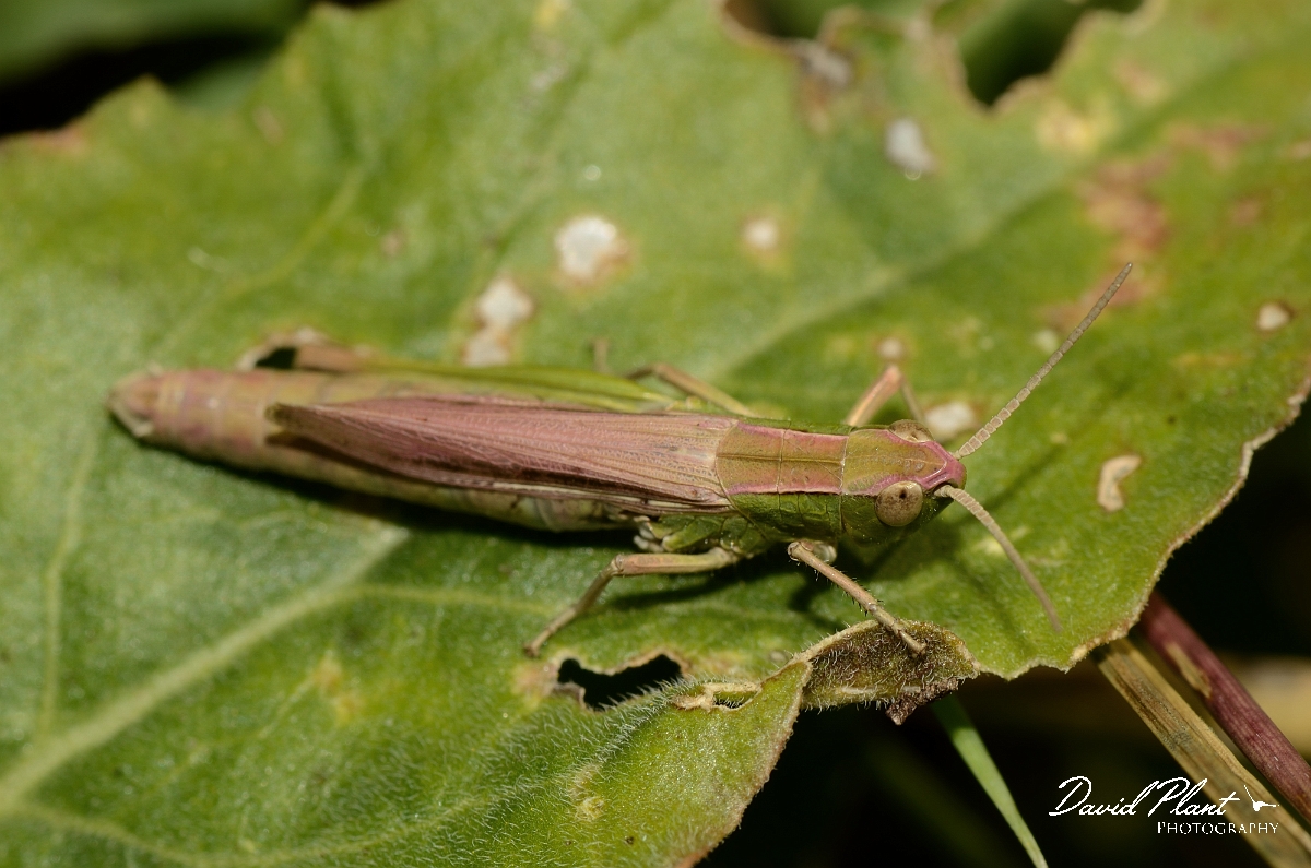 David Plant Photography - Wildlife Photography - Lesser marsh grasshopper, Chorthippus albomarginatus - A.jpg -  Lesser marsh grasshopper, Chorthippus albomarginatus - Essex